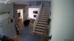 Aux États-Unis, un ours s’introduit dans une maison pour voler des lasagnes surgelées ( vidéo 1 )