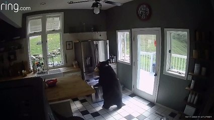 Aux États-Unis, un ours s’introduit dans une maison pour voler des lasagnes surgelées (vidéo 3)