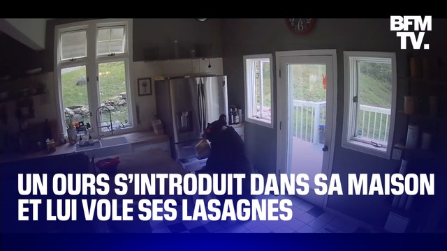 Un ours s’introduit dans sa maison et lui vole ses lasagnes