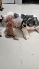 Kitten Nurses From Patient Shih-Tzu
