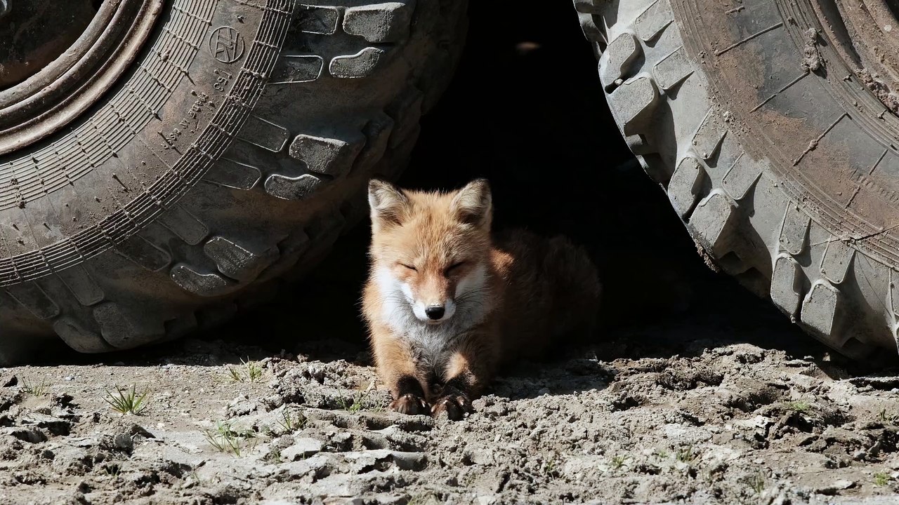 what do fox !!
