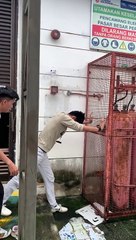 Escalade en cage, sauvetage d'un chat