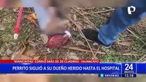 Perrito persigue por más de 25 cuadras camioneta donde trasladaban a su dueño herido