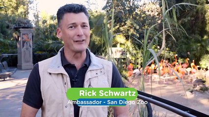 The Great Flamingo Roundup Is Pretty Tough But Needed for a Health Checkup