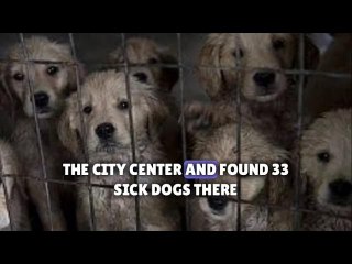 Spain: More than 400 animals rescued from illegal trading network