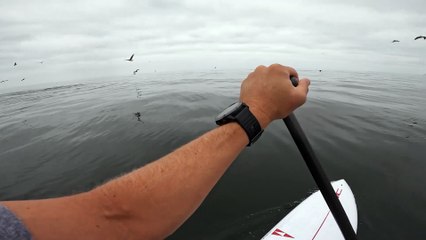 Two Whales Breach Just Feet From Paddleboarder