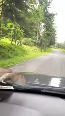 Rat Hitches A Ride Upstate