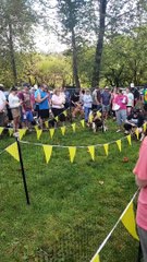 Basset Hound Races