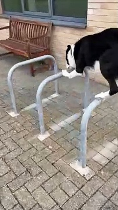 Mouvement de parkour époustouflant de Simbas