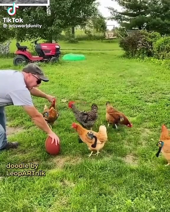 Birds animation comedy