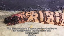 GILA MONSTER
