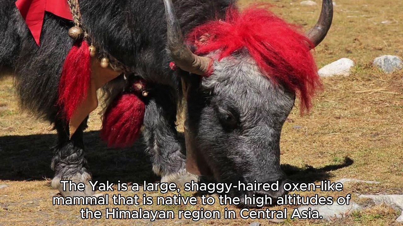 YAK