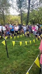 Basset Hound Races