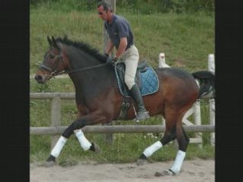 Le Dressage