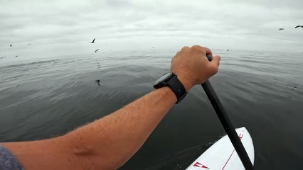 Two Whales Breach Just Feet From Paddleboarder