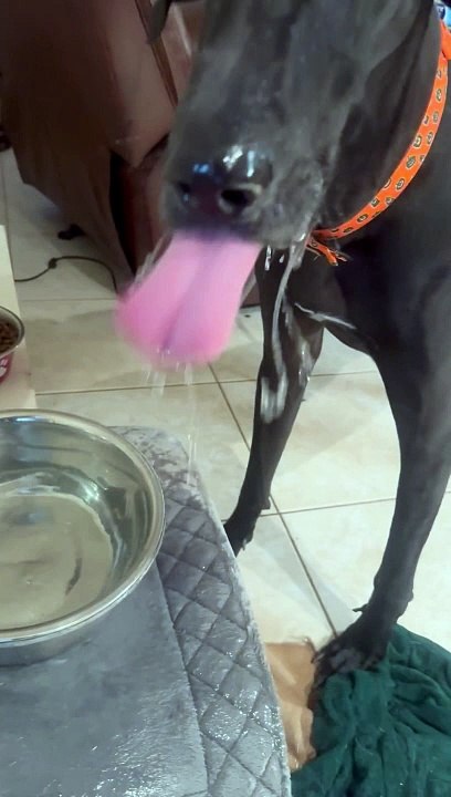 Great Dane Splashes Water All Over