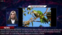 Parrots Mimic Sounds, Yet They Still Recognize Each Other’s Voices — How? - 1BREAKINGNEWS.COM