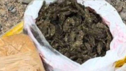 जबलपुर: गांजा तस्करी के मामले में महिला गिरफ्तार,5 किलो गांजा बरामद