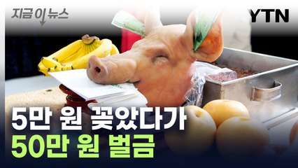 돼지머리에 5만 원 꽂았다가 50만 원 '벌금' [지금이뉴스]  / YTN