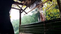 Camping Hujan Deras Membangun Rumah Pohon Di Tengah Sungai