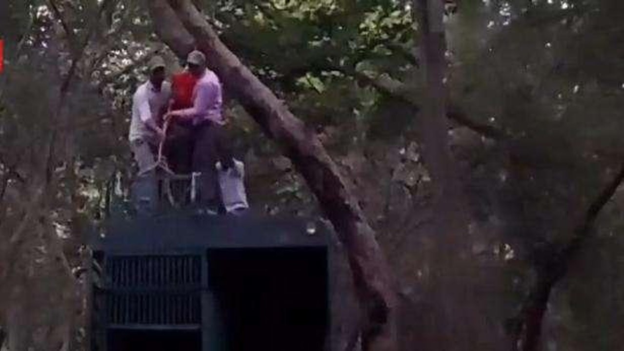 पीलीभीत: पकड़ी गई बाघिन को जंगल में छोड़ा गया, 4 लोगों को उतार चुकी थी मौत के घाट