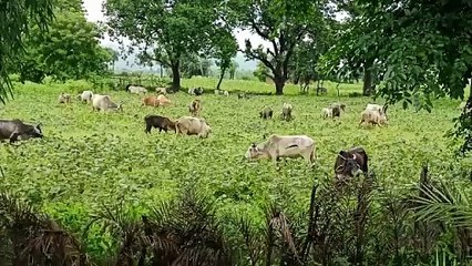 खराब हो गई खरीफ की फसल