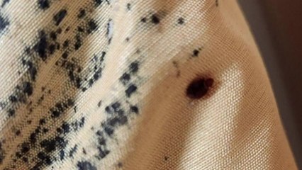 대구 계명대 신축 기숙사에서 빈대 나와...방역 착수 / YTN