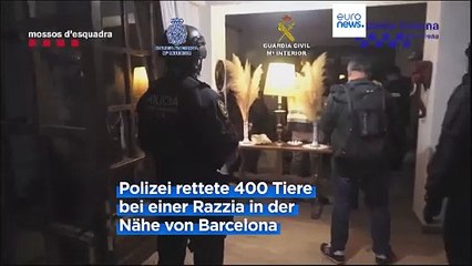Hunderte Katzen und Hunde: Razzia gegen illegalen Tierhandel in Spanien