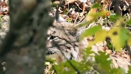 Koruma altında bulunan dağ keçisini avlayan kırmızı listedeki vaşak böyle görüntülendi