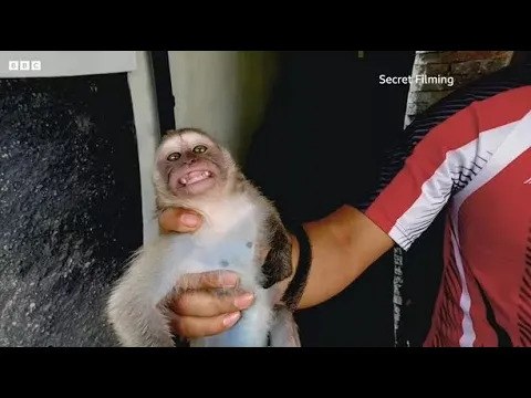 Network Torturing Baby Monkeys on Video for Cash Exposed