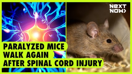 Paralyzed mice walk again after spinal cord injury | NEXT NOW
