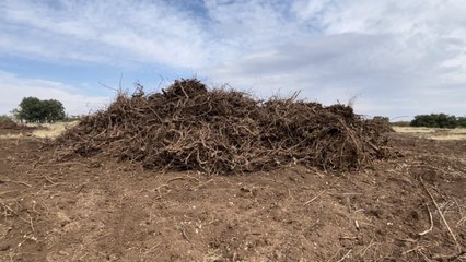 Binlerce meşe ağacı, tavuk çiftliği kurbanı
