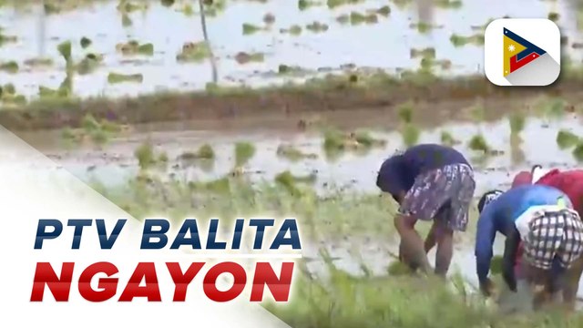 DA at NFA, magsasagawa ng contract growing upang matulungan ang mga magsasaka