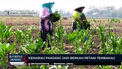 Kemarau Panjang Jadi Berkah Petani Tembakau di Kendal