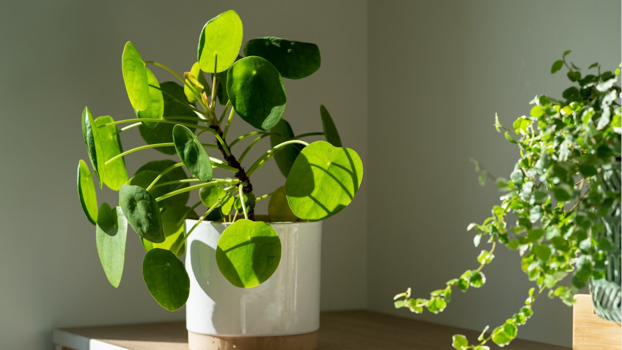 Satt und grün: Deshalb sollten Sie Ihre Zimmerpflanzen salzen