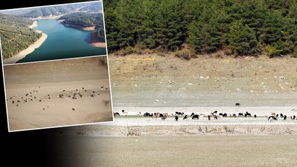 Bursa'da kuruyan sulama barajında, koyun ve keçiler otluyor