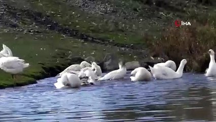 A Kars, les oies étaient engraissées avant l'abattage