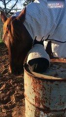 WWholesome Duo: Horse and Cat's Incredible Friendship || Best of Internet