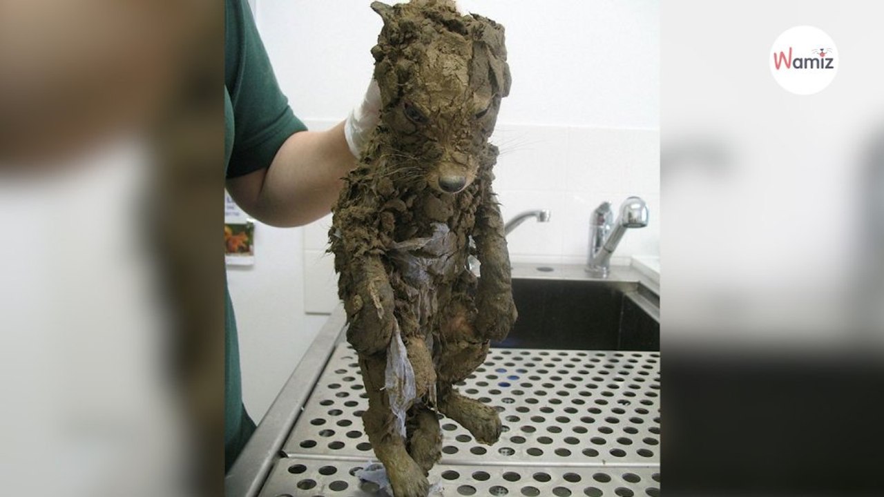 Fataler Fehler: Hundewelpe aus Schlamm gerettet, doch eine Sache ist faul