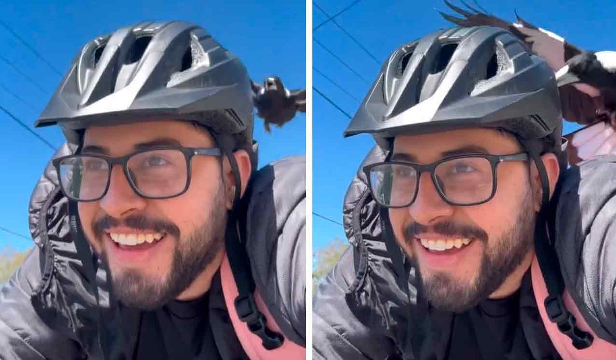 Video: Radfahrer wird nach mehreren Angriffen auf dem Weg zur Arbeit zum 'Ziel' eines Vogels