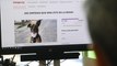 Una pareja recoge treinta mil firmas para que su perro lleve los anillos de boda