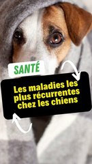 Les maladies les plus récurrentes chez les chiens