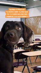 C’est une enfer de trouver les bonnes annexes pendant un contrôle  #prof #ecole #humour #drole # tendance #chien