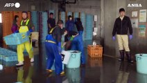 Fukushima, gli ispettori dell'Aiea controllano il pescato presso la centrale