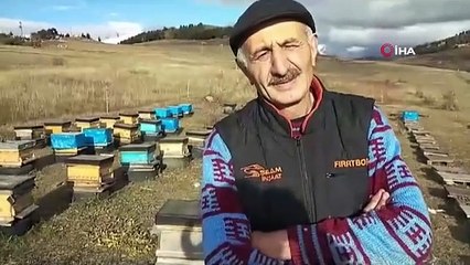 Des ours affamés hantent les ruches