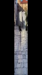 Voilà pourquoi on préfère les chiens aux chats