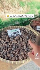Voici le café le plus cher du monde Le kopi luwak