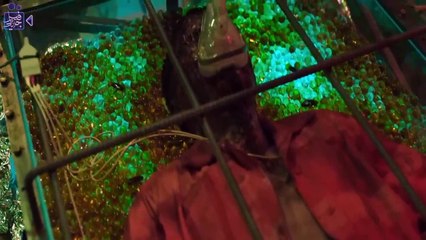 وحش بشري يحاصر عمال سفينة شحن ومعاهم مجرمين خطرين فى عرض البحر Project wolf hunting