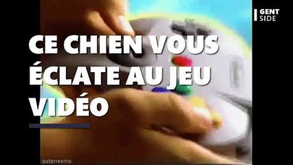 Ce chien est bien plus fort que vous aux jeux vidéo, et il va le prouver en direct