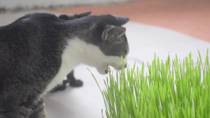 Do cats like to eat cat grass?